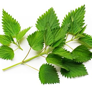Ekstrakt z liści pokrzywy (Urtica dioica)