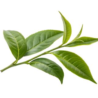 Ekstrakt z liści zielonej herbaty (Camellia sinensis)